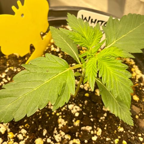 White Widow #3 growlog timeline photo