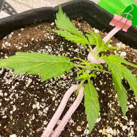 Milky Way - Variegated growlog photo: LST
