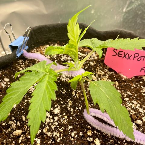 Sexxpot #1 growlog photo: LST