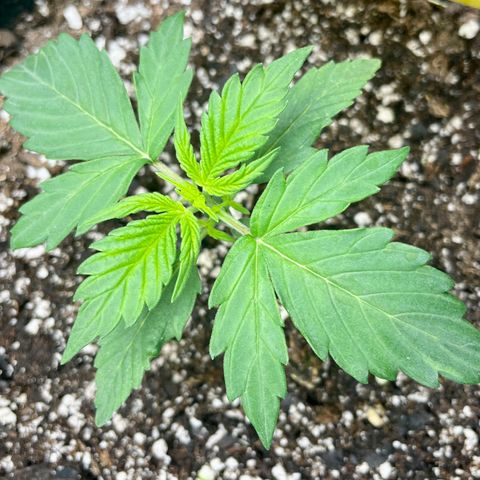 Blue Knight #1 growlog timeline photo