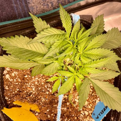 Cinderella #1 growlog timeline photo