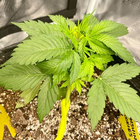 Moonshine Cookies growlog timeline photo
