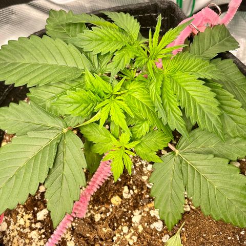 Do-Si-Dos #1 growlog timeline photo