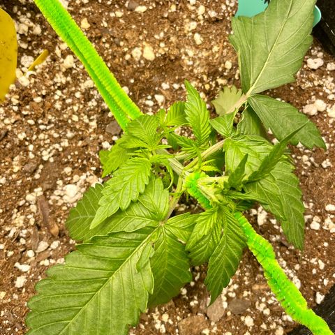 Bruce Banner #1 growlog timeline photo