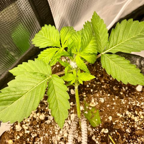 Growlog-Zeitleistenfoto von White Widow #1