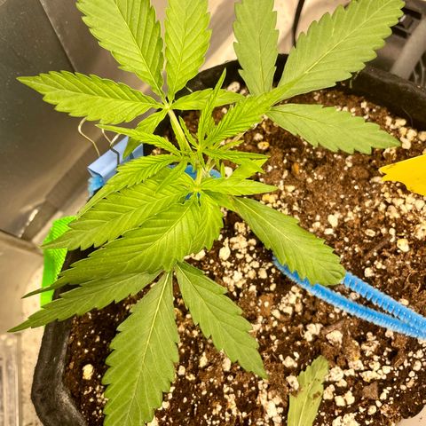 White Widow #2 growlog timeline photo