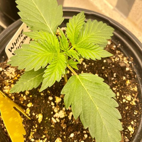 White Widow #3 growlog timeline photo
