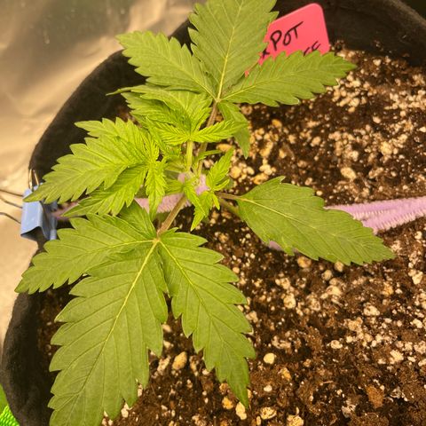 Milky Way - Variegated growlog timeline photo