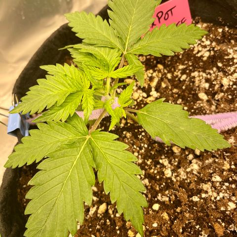 Sexxpot #1 growlog timeline photo