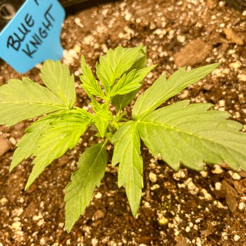 Blue Knight #1 growlog timeline photo