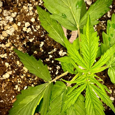 Milky Way - Variegated growlog photo: This is my first grow and I have this beautiful variegated lady.  She seems to be growing on par as the mutation isn’t severe.