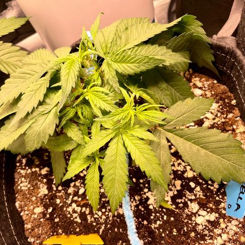 Cinderella #1 growlog timeline photo