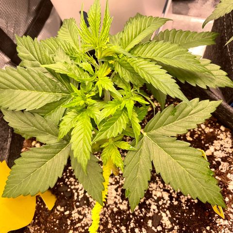 Moonshine Cookies growlog timeline photo