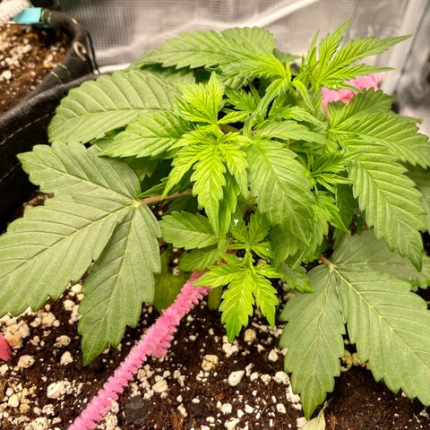 Do-Si-Dos #1 growlog timeline photo