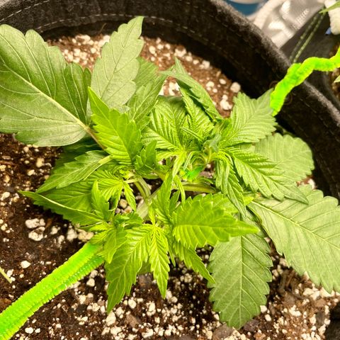Bruce Banner #1 growlog timeline photo