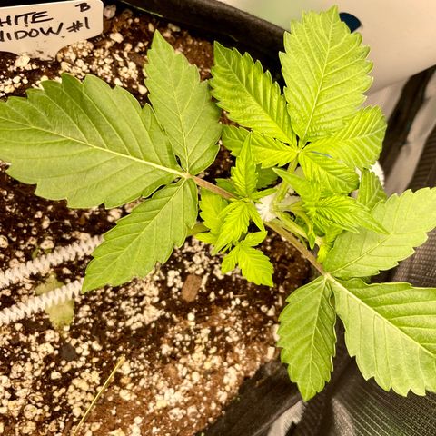 Growlog-Zeitleistenfoto von White Widow #1