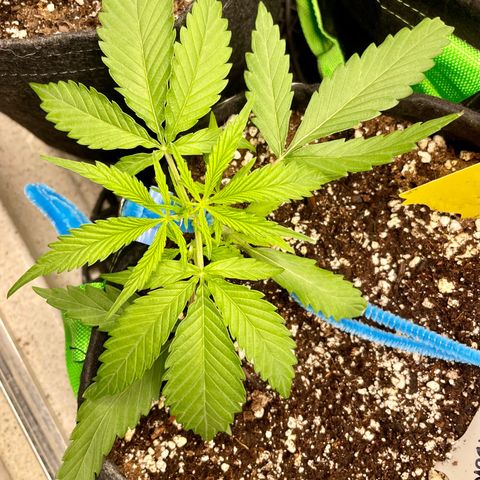 White Widow #2 growlog timeline photo