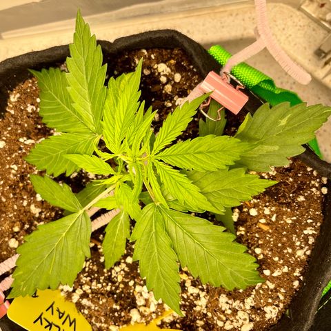 Milky Way - Variegated growlog timeline photo