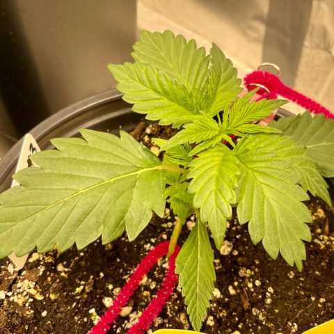 White Widow #3 growlog timeline photo