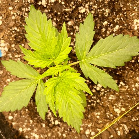 Blue Knight #1 growlog timeline photo