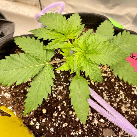 Sexxpot #1 growlog timeline photo