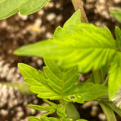 Growlog-Foto von White Widow #1: Small holes cheeed in a couple leaves.  :-(