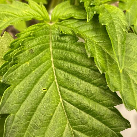 Growlog-Foto von White Widow #1: Small holes chewed in a couple leaves.