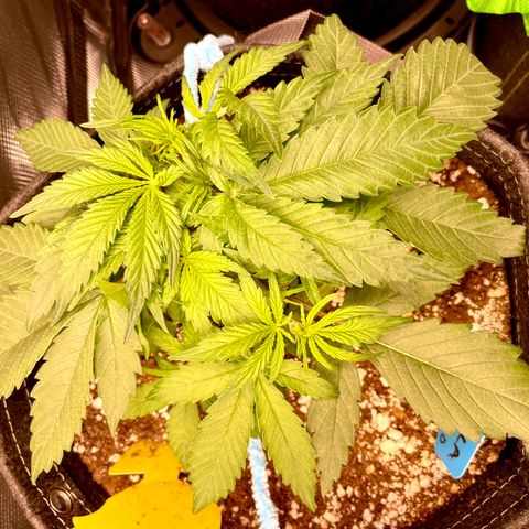 Cinderella #1 growlog photo: Moved her to an AC Infinity Self-Warering Tray