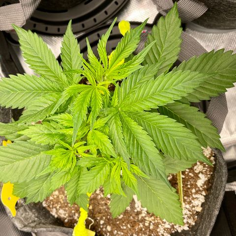 Moonshine Cookies growlog photo: Moved her to an AC Infinity Self-Watering Tray