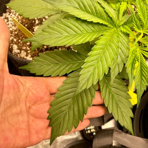 Moonshine Cookies growlog photo: HUGE fan leaves!