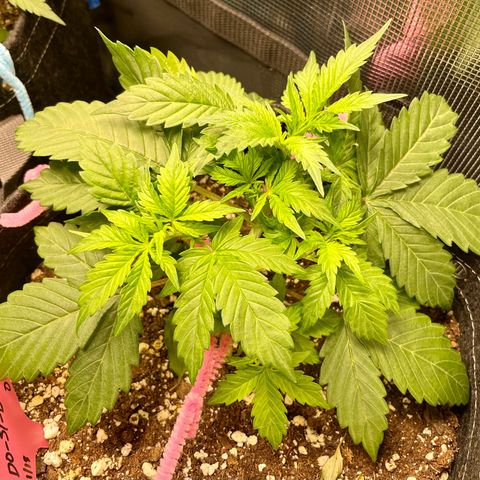 Do-Si-Dos #1 growlog photo: Moved her to an AC Infinity Self-Watering Tray