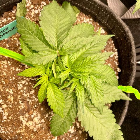 Bruce Banner #1 growlog timeline photo