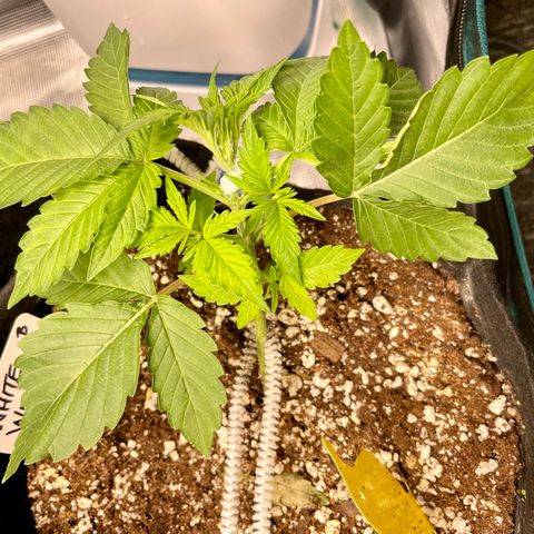 Growlog-Zeitleistenfoto von White Widow #1