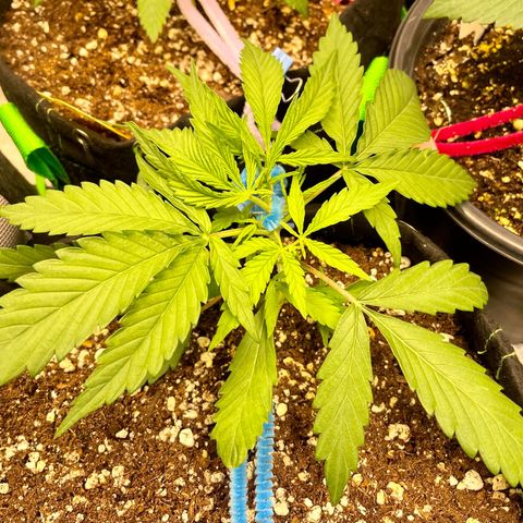White Widow #2 growlog timeline photo