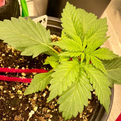 White Widow #3 growlog timeline photo