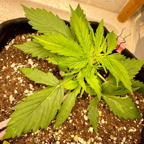 Milky Way - Variegated growlog timeline photo