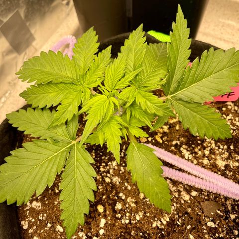 Sexxpot #1 growlog timeline photo