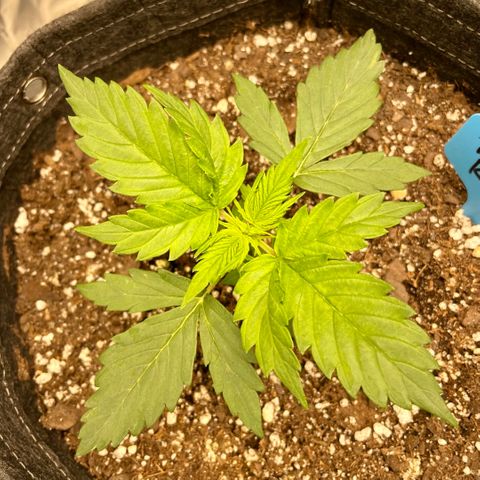 Blue Knight #1 growlog timeline photo