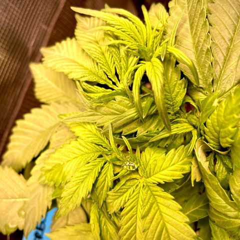 Cinderella #1 growlog timeline photo
