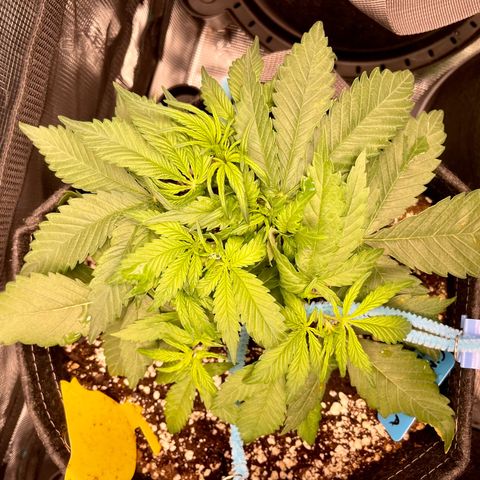 Cinderella #1 growlog timeline photo