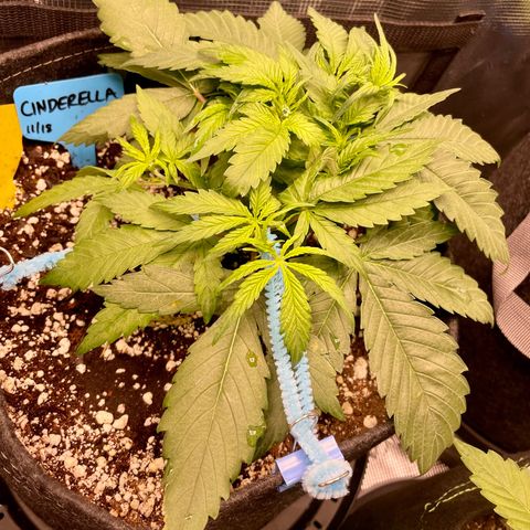 Cinderella #1 growlog timeline photo