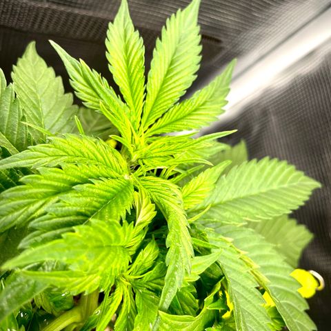 Moonshine Cookies growlog timeline photo