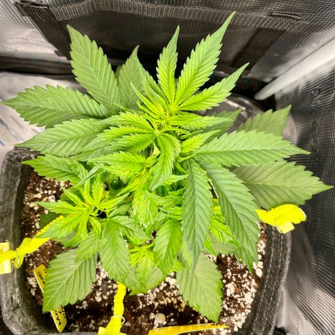 Moonshine Cookies growlog timeline photo
