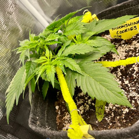 Moonshine Cookies growlog timeline photo