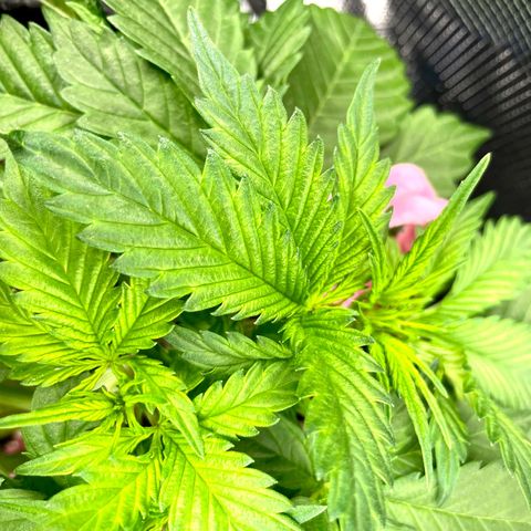 Do-Si-Dos #1 growlog timeline photo