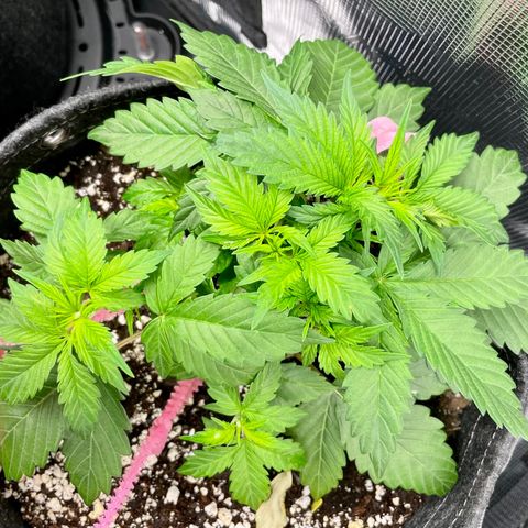 Do-Si-Dos #1 growlog timeline photo