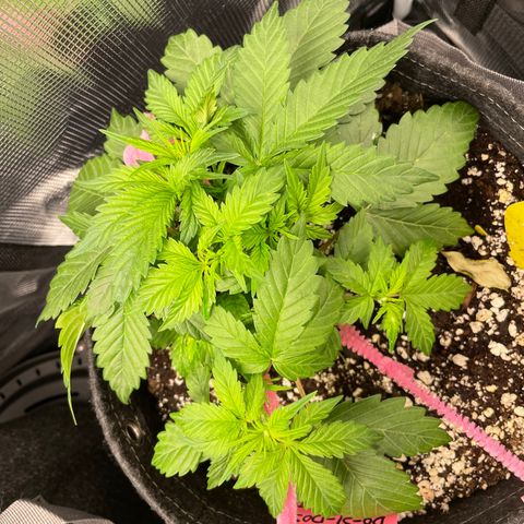 Do-Si-Dos #1 growlog timeline photo
