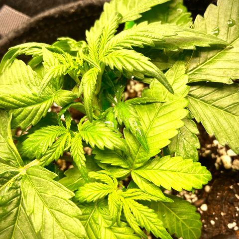 Bruce Banner #1 growlog timeline photo