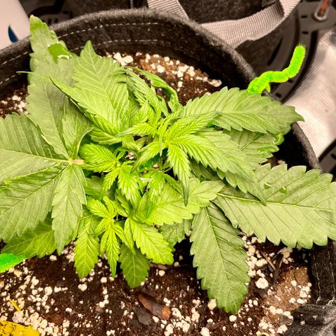 Bruce Banner #1 growlog timeline photo