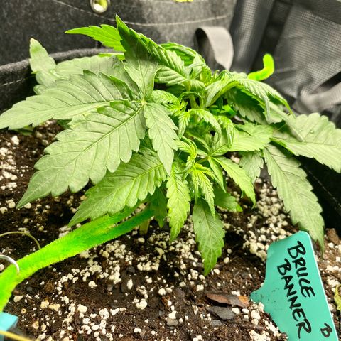Bruce Banner #1 growlog timeline photo